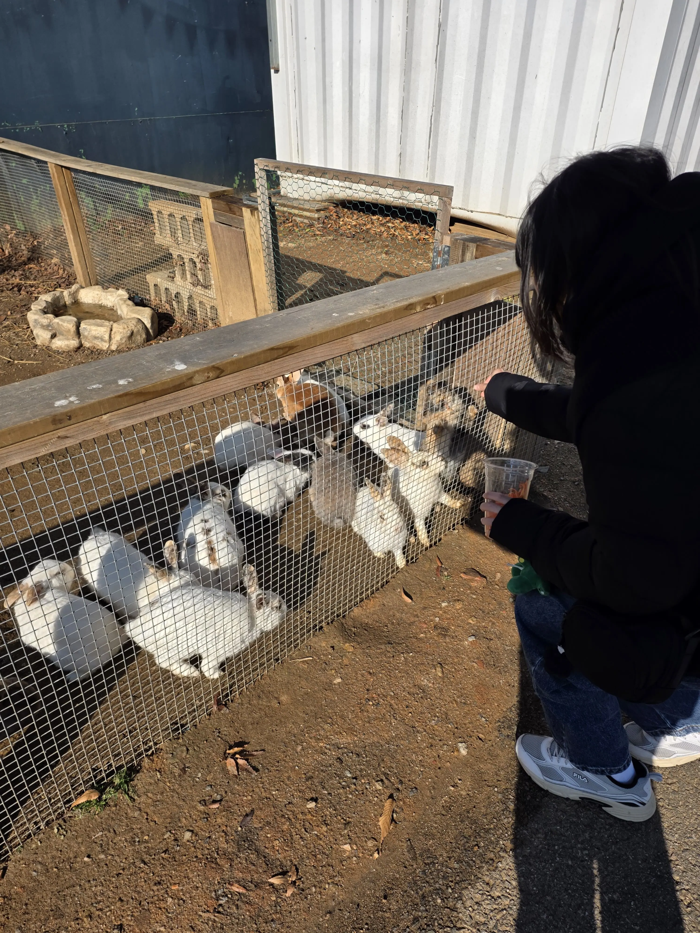 야외 동물원에서 토끼 우리에 당근을 주는 아이의 모습