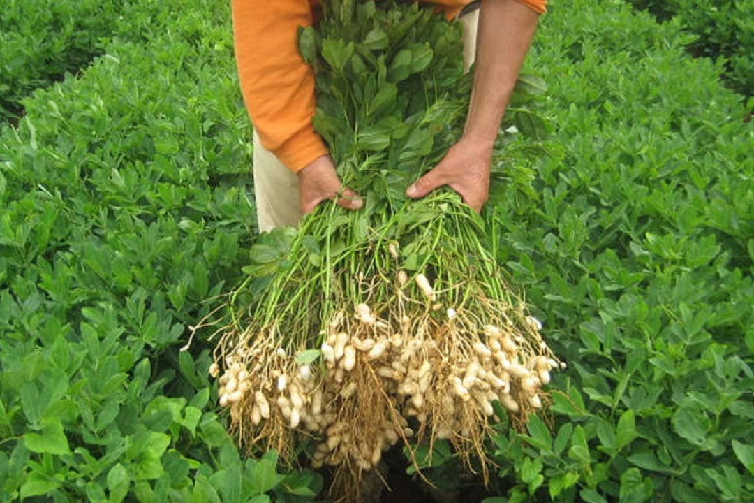 땅콩 수확시기