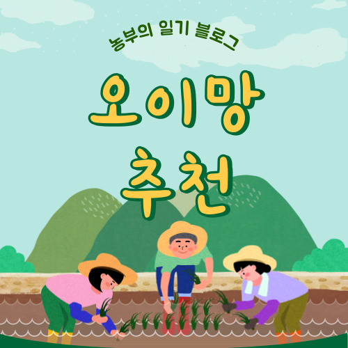 다이소 오이망 대신 바로 구매