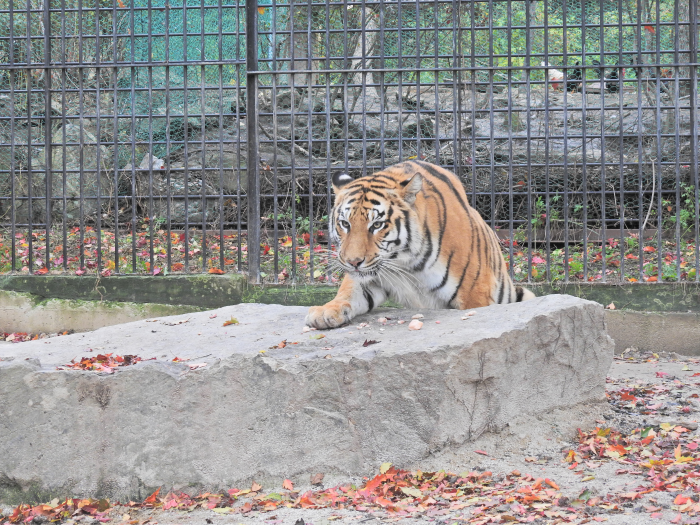 아침고요수목원 수국축제