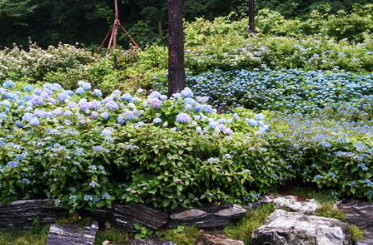 강원권 수국명소 추천 7곳, 여름 여행지로 꼭 가봐야 할 인생샷 스폿 총정리