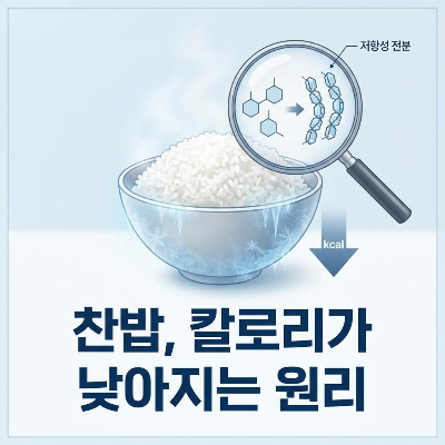 저항성 전분을 활용해 찬밥으로 칼로리를 줄이는 과학적 원리