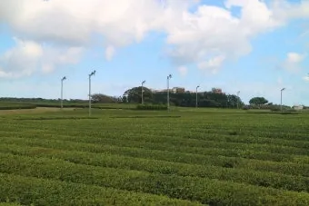 제주 오설록 티뮤지엄 관람 팁과 근처 카페 안내_16