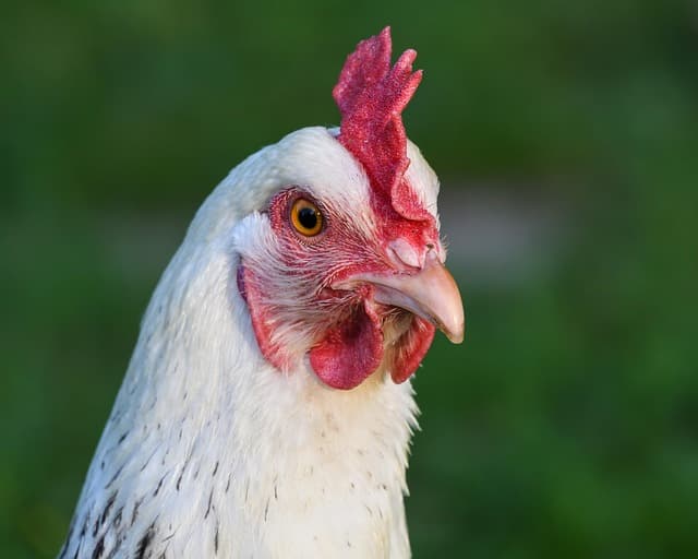 닭의 시력은 얼마나 좋을까?