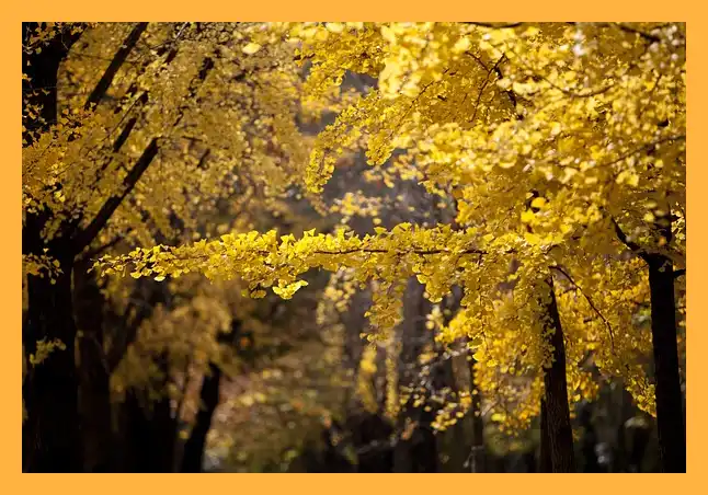 문광저수지 은행나무길