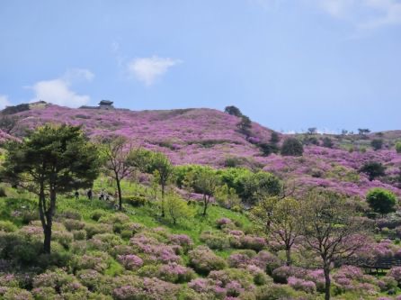 [5월 축제]2025 산청 황매산 철쭉제❘개요, 체험 프로그램 예약, 철쭉 실시간 개화상황