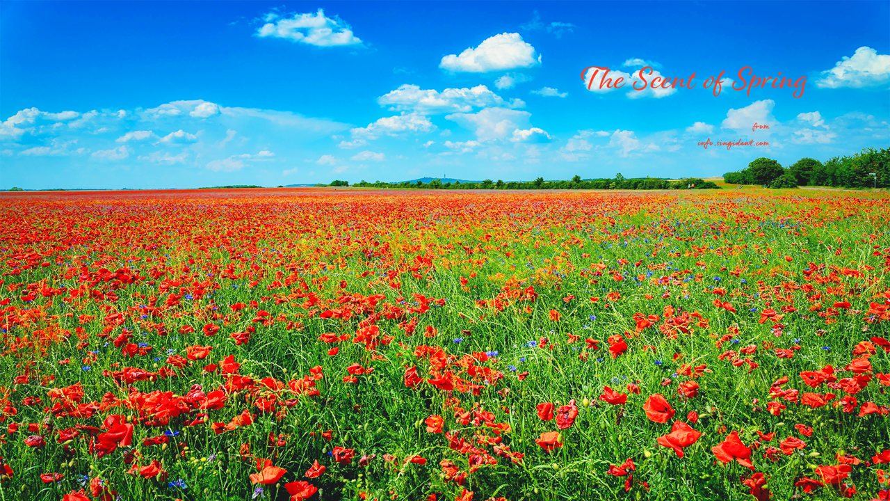 10 푸른하늘과 꽃양귀비 들판 C - The Scent of Spring 꽃배경화면