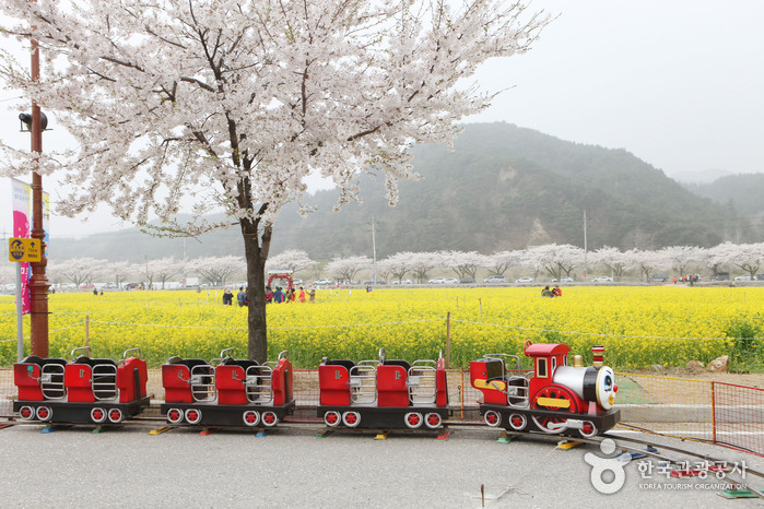 개나리 진달래 벚꽃 개화시기