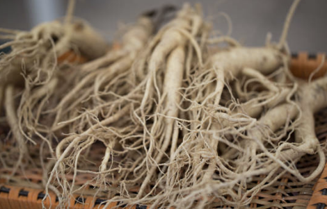 망개뿌리 효능 부작용 먹는법 술 채취시기 등 총정리(최신)