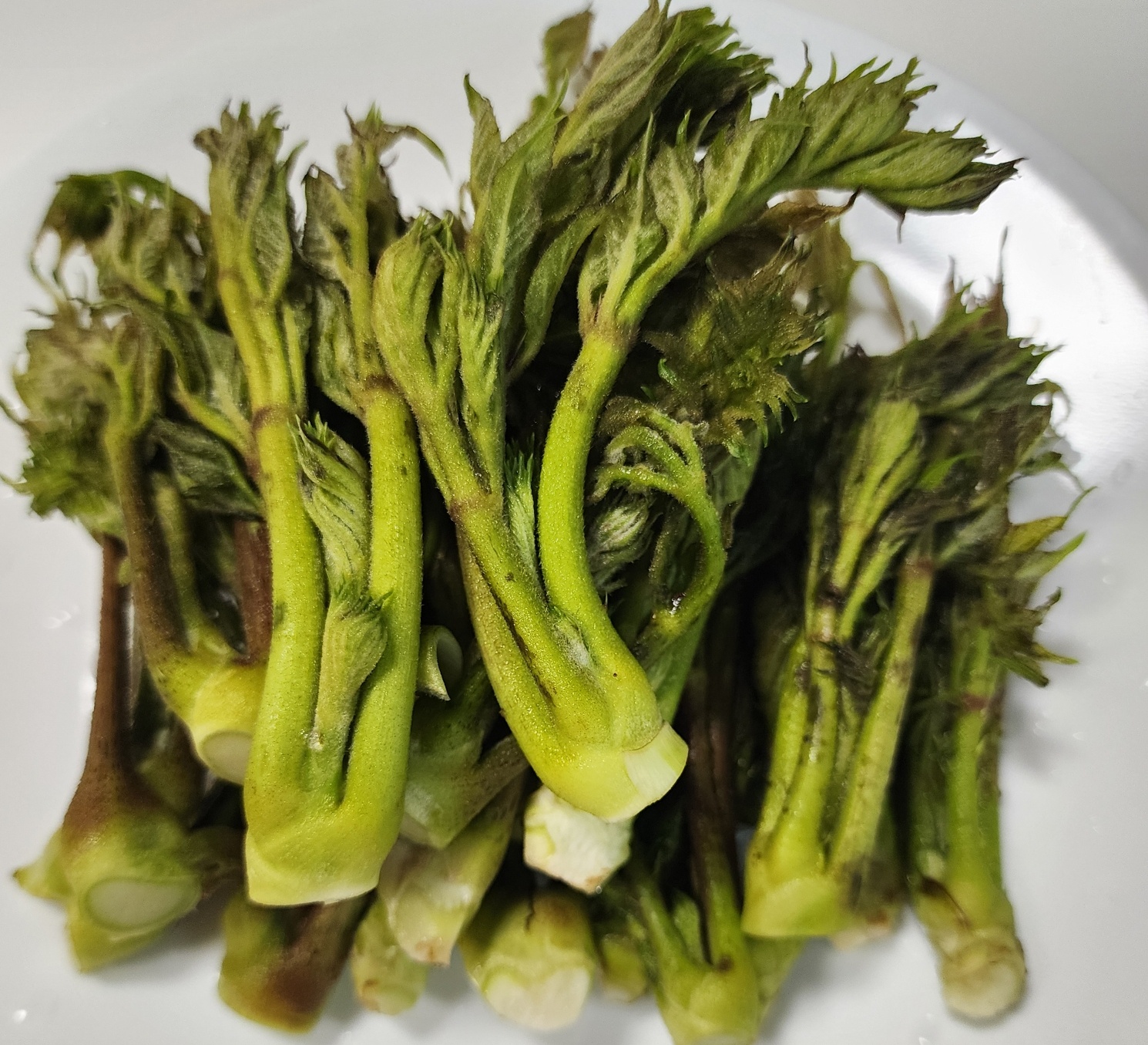 두릅효능부작용두릅손질방법보관법요리방법