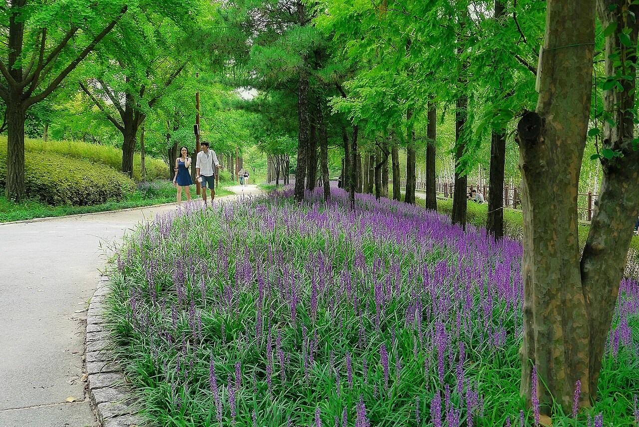 선유도공원의 나무 그늘 아래 굽은 산책로와 보라색 꽃밭, 2014년 여름