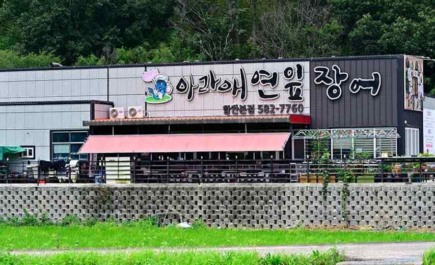 강주 해바라기 축제