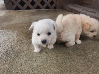새끼강아지무료분양 멍멍이 가족 맞이 꿀팁_14