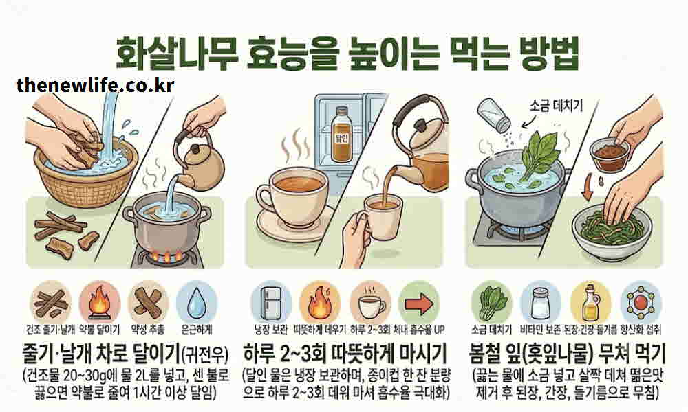 화살나무 효능 먹는방법