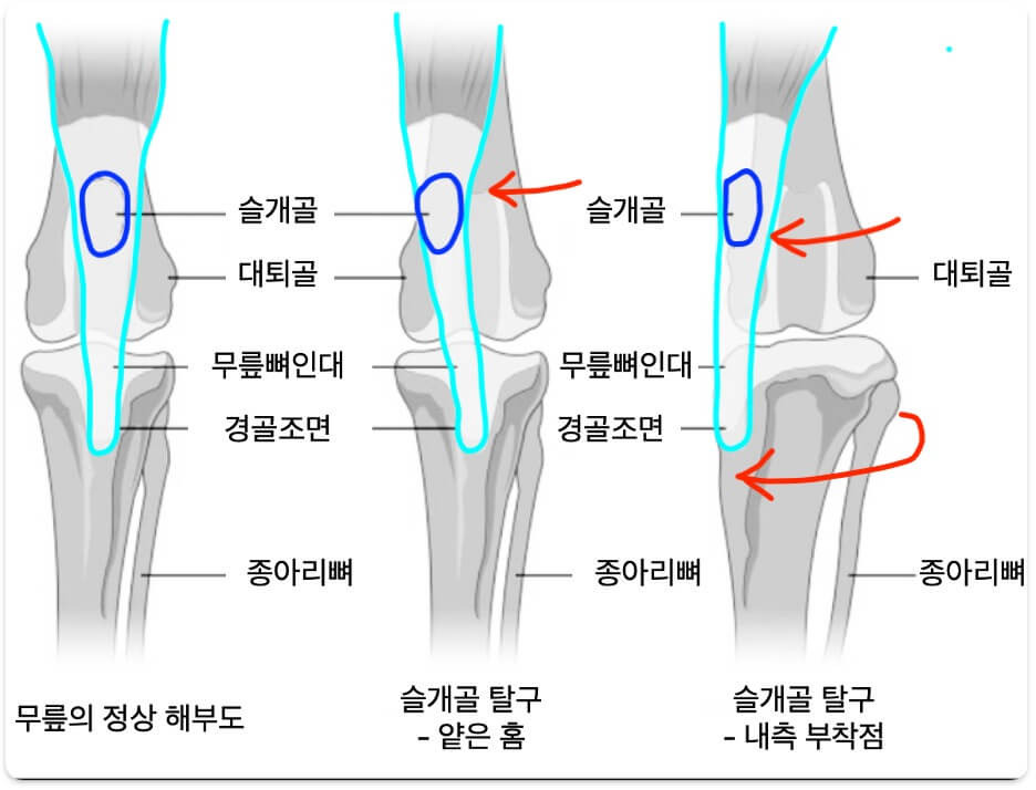 강아지 슬개골