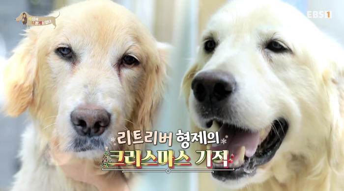 밝게 웃고 있는 골든 리트리버 2마리 형제