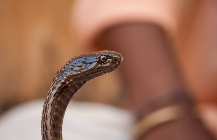 기이한 축제 탐방! 세상에서 가장 특이한 축제들
