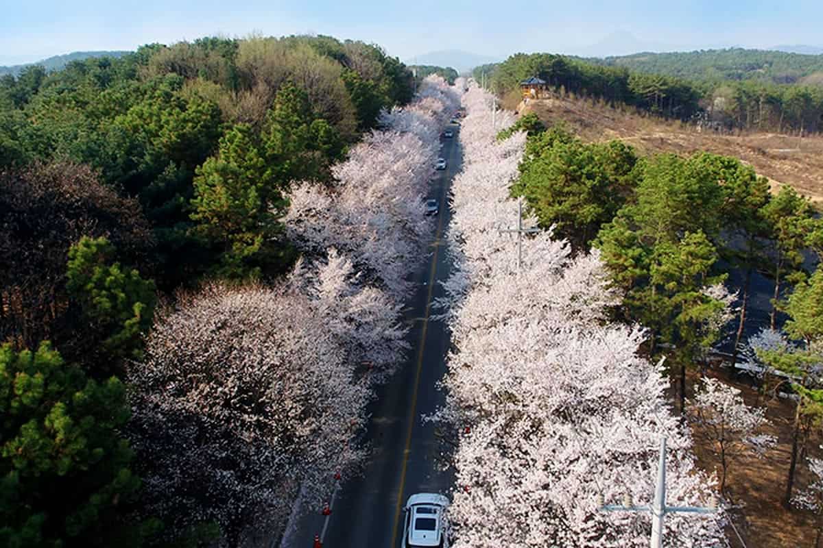 가평 삼회리 벚꽃길 북한강 드라이브 코스 전경 및 개화 상태