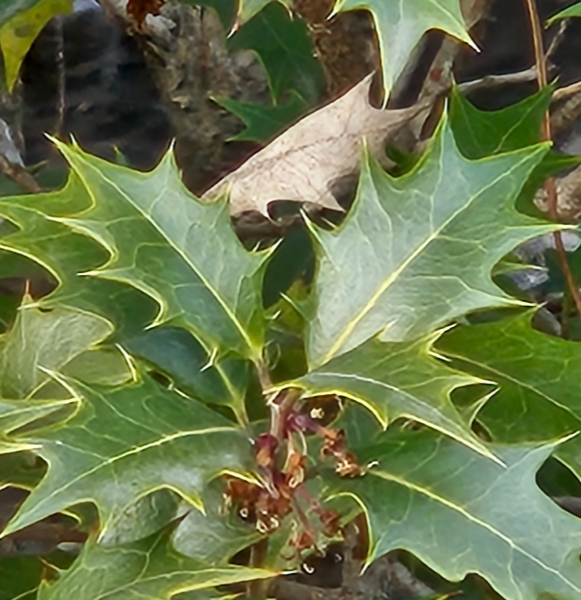 호랑가시나무 잎1