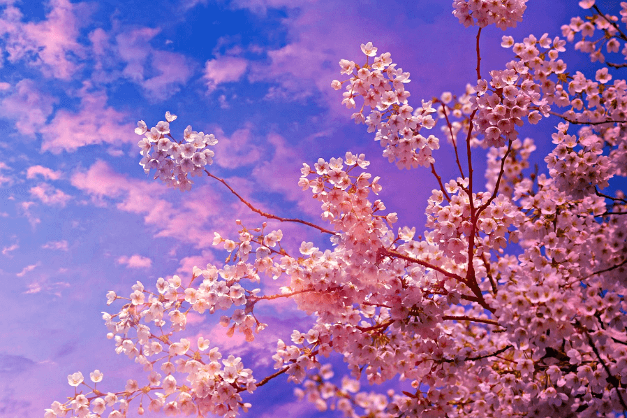 한강 벚꽃 마라톤