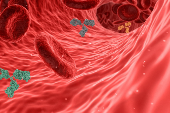코큐텐 효과 : 심혈관