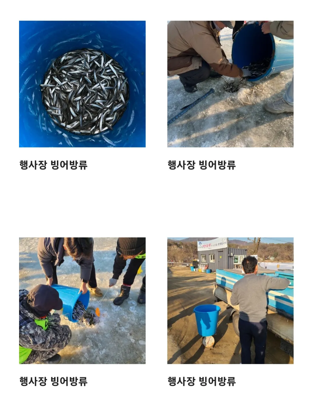 양평 산수유마을 빙어축제 사진