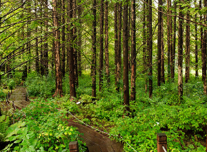 자연휴양림 BEST 5 2023년 신축