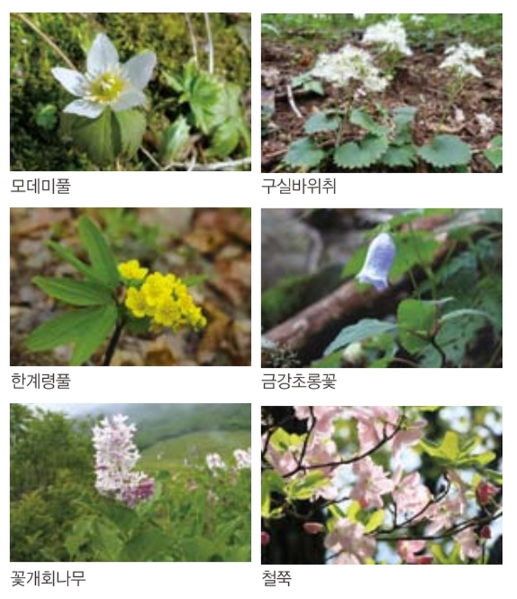 곰배령 탐방로