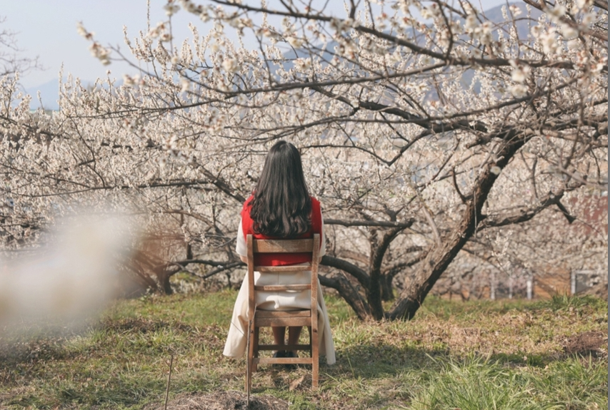 광양 매화 축제 