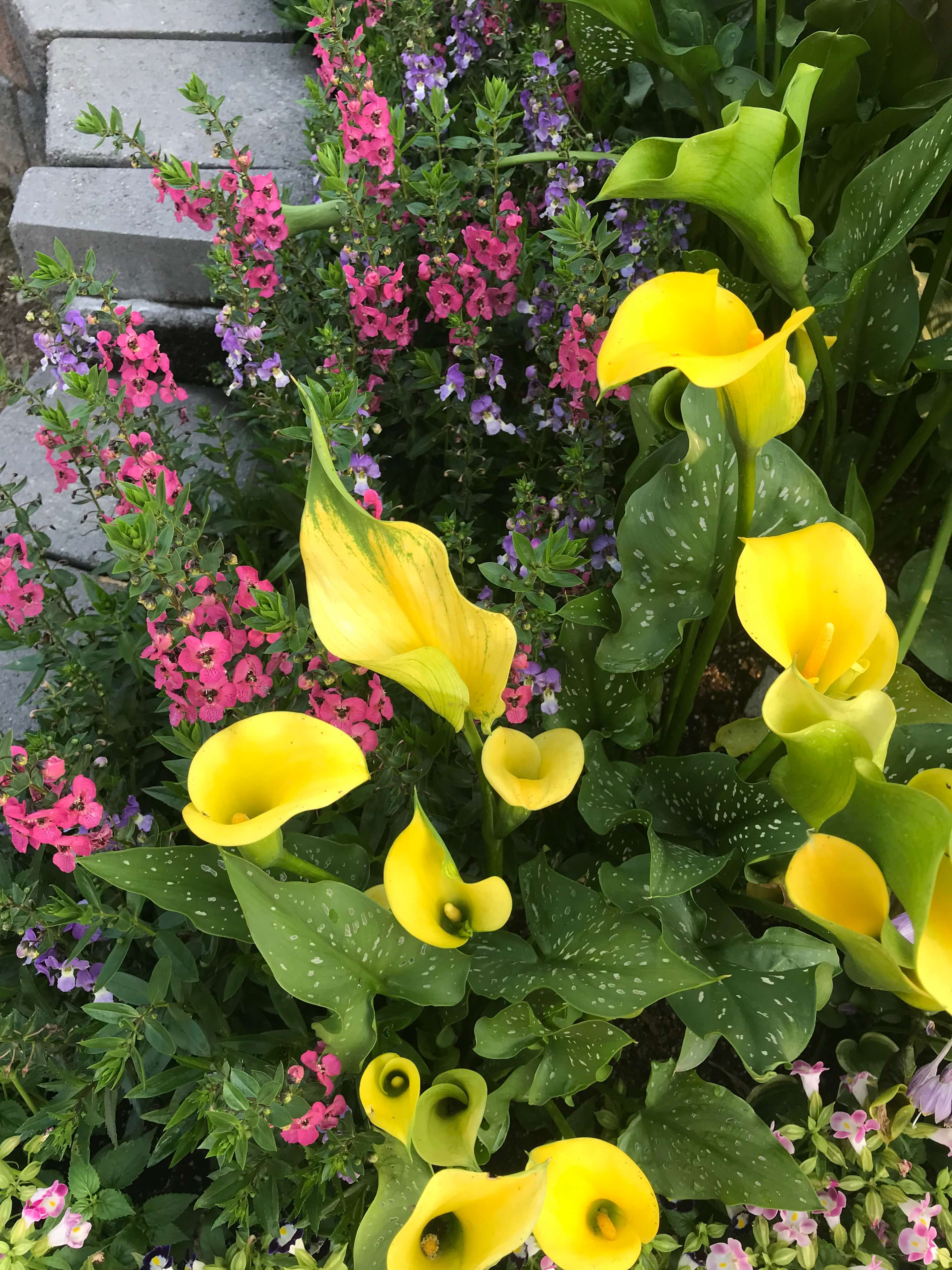 순천만 국가 정원의 꽃