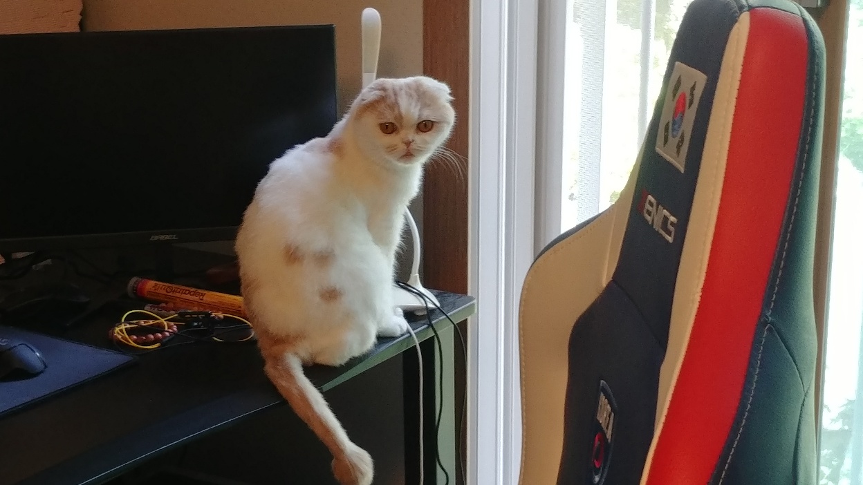 고양이