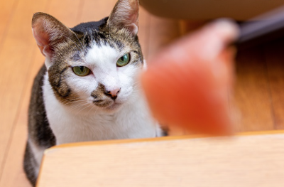 생선회를 바라보는 고양이