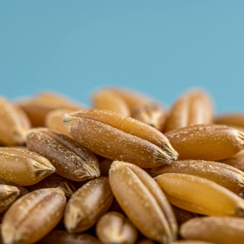 카무트효소 많이든 곡물 사진