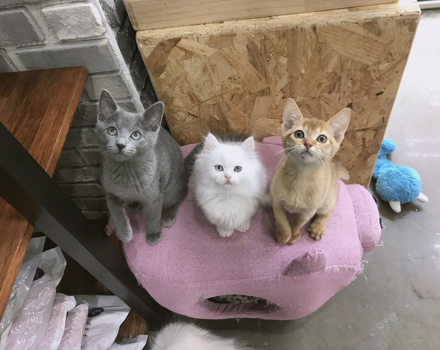 야옹아놀자 천안점