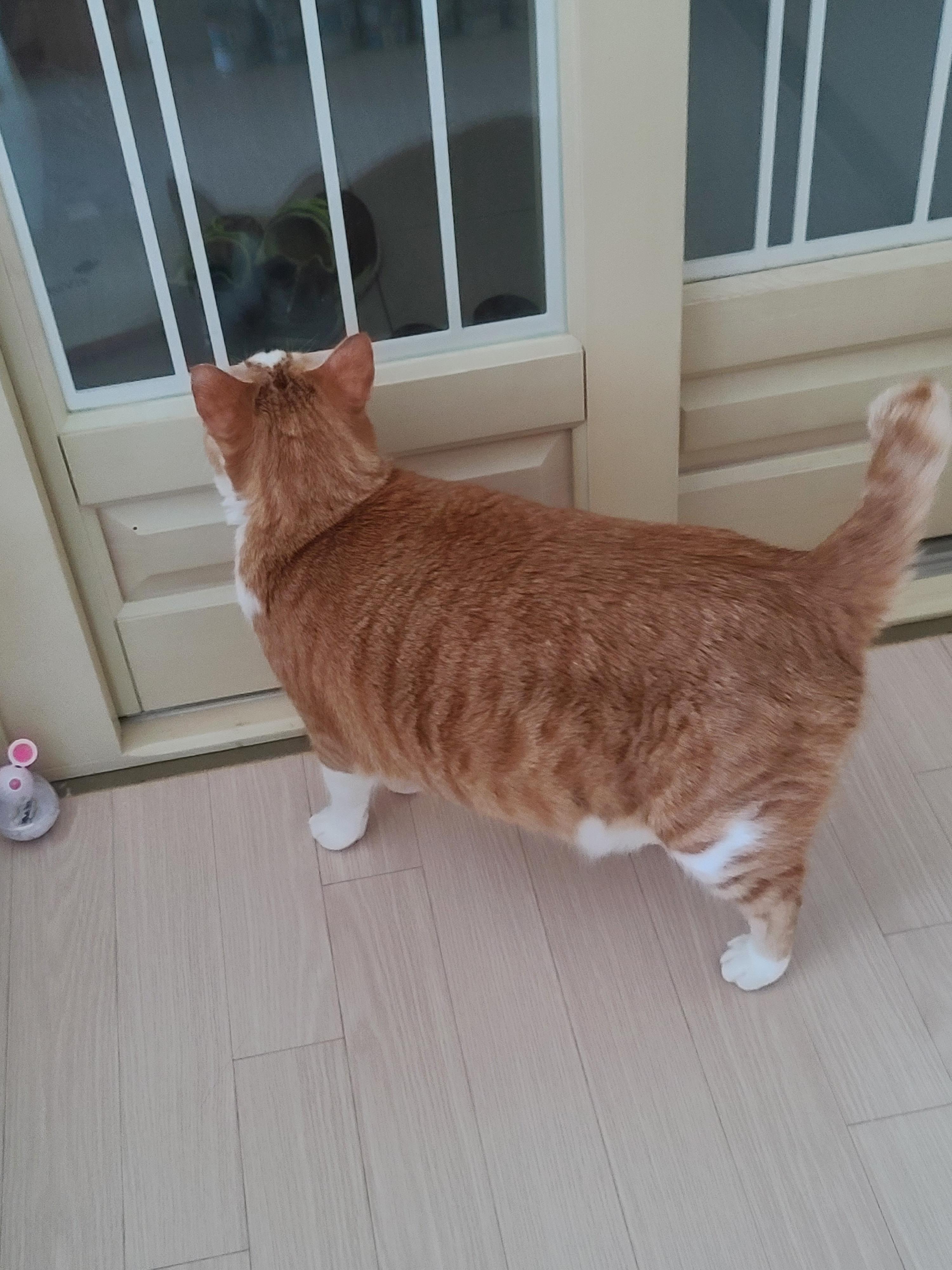 손님을 아쉬워하는 호야. 알고보니 접대냥. (feat.이슬송이 버섯)