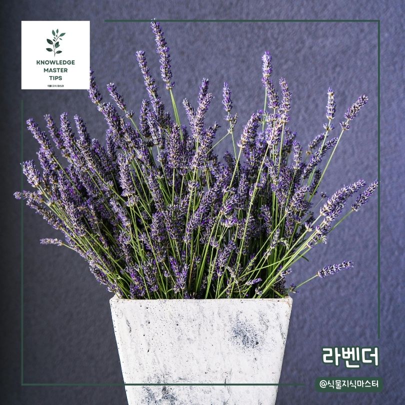예쁜 식물 선물 - 라벤더