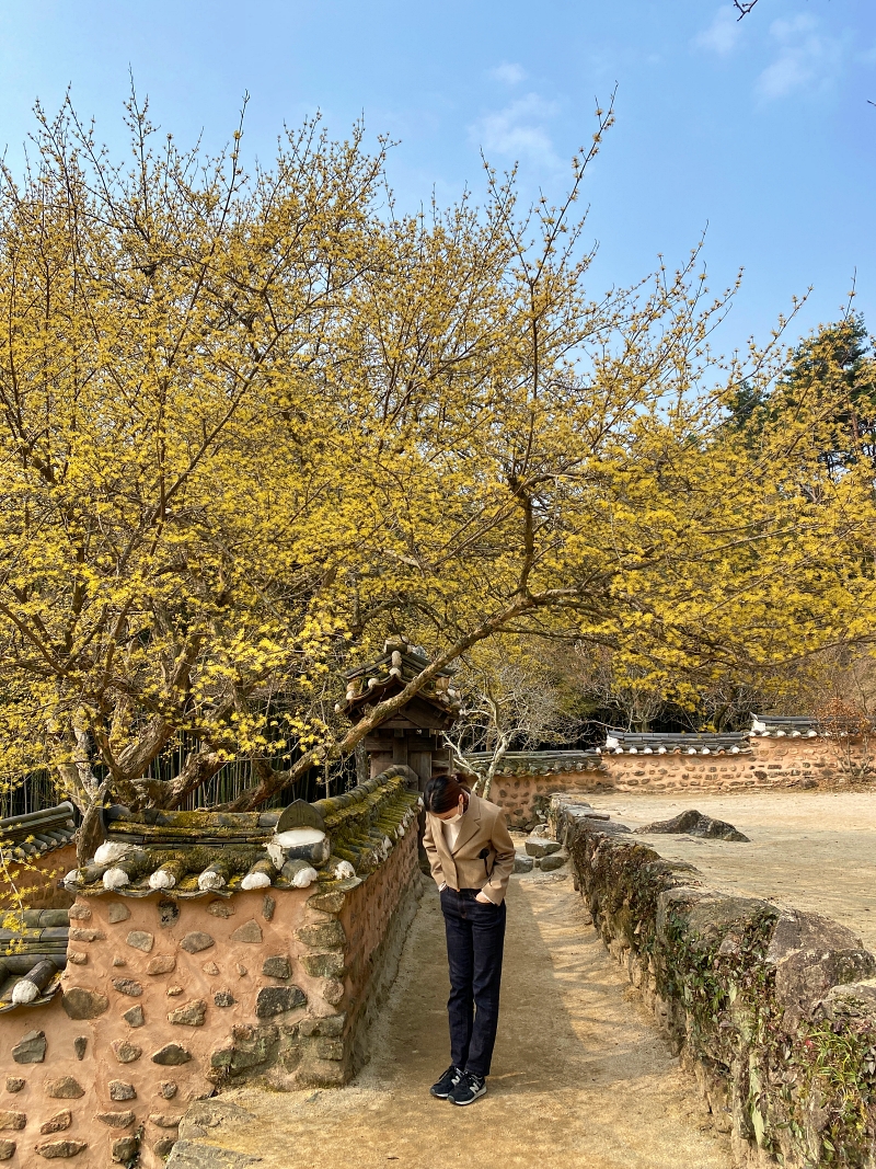 노란꽃으로 둘러쌓인 담장앞에 바닥을 보고 서있는 여자