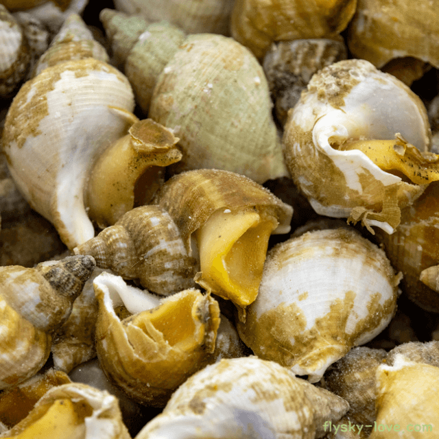 면역력 강화에 도움이 되는 고둥(골뱅이)