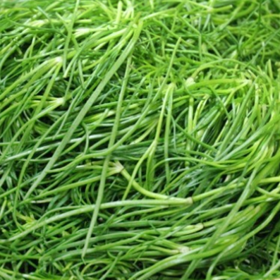 세발나물 효능 및 부작용