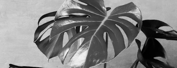 몬스테라 키우기: 몬스테라 물주기