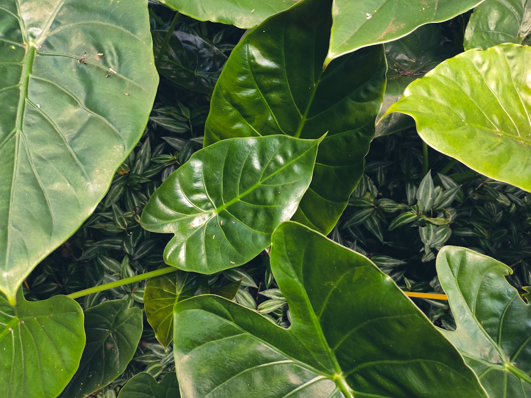 Anthurium