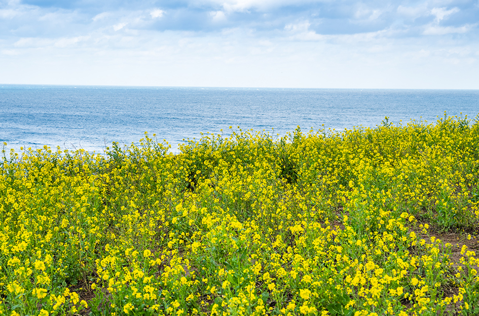 서우봉 유채꽃1
