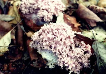 싸리버섯 채취시기종류 정보를 정리_9