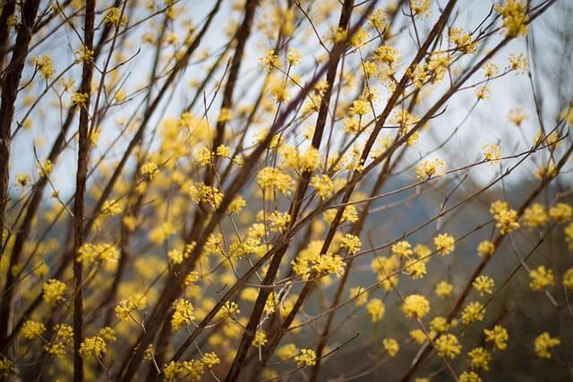 구례 산수유축제