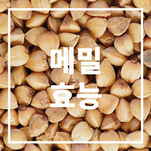 메밀 효능
