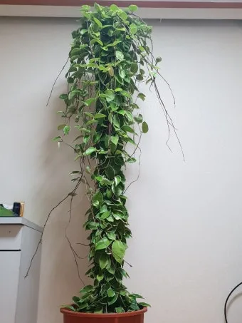 호야 키우기 꽃피우기 번식법 알고 물주기_20