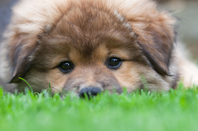 아침고요 동물원