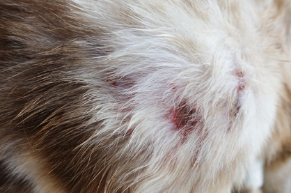 고양이 피부의 거대한 것.