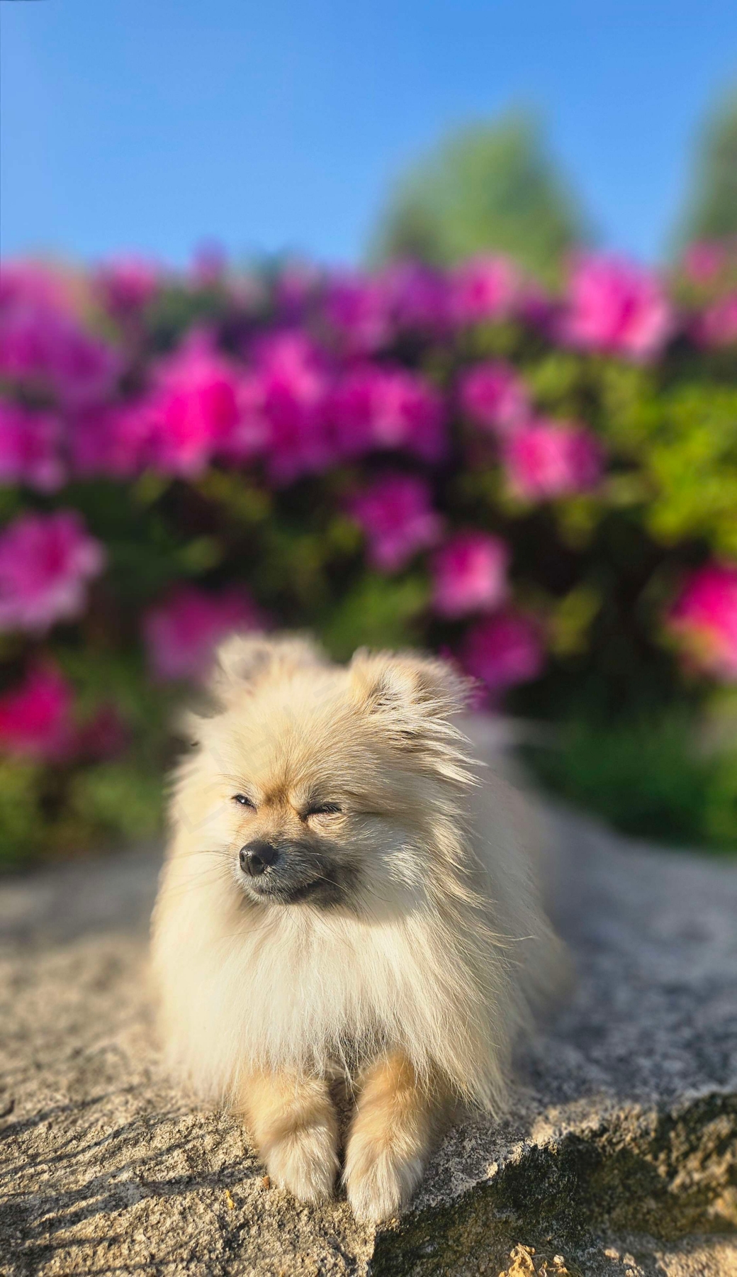 표정이 찌그러진 강아지 사진