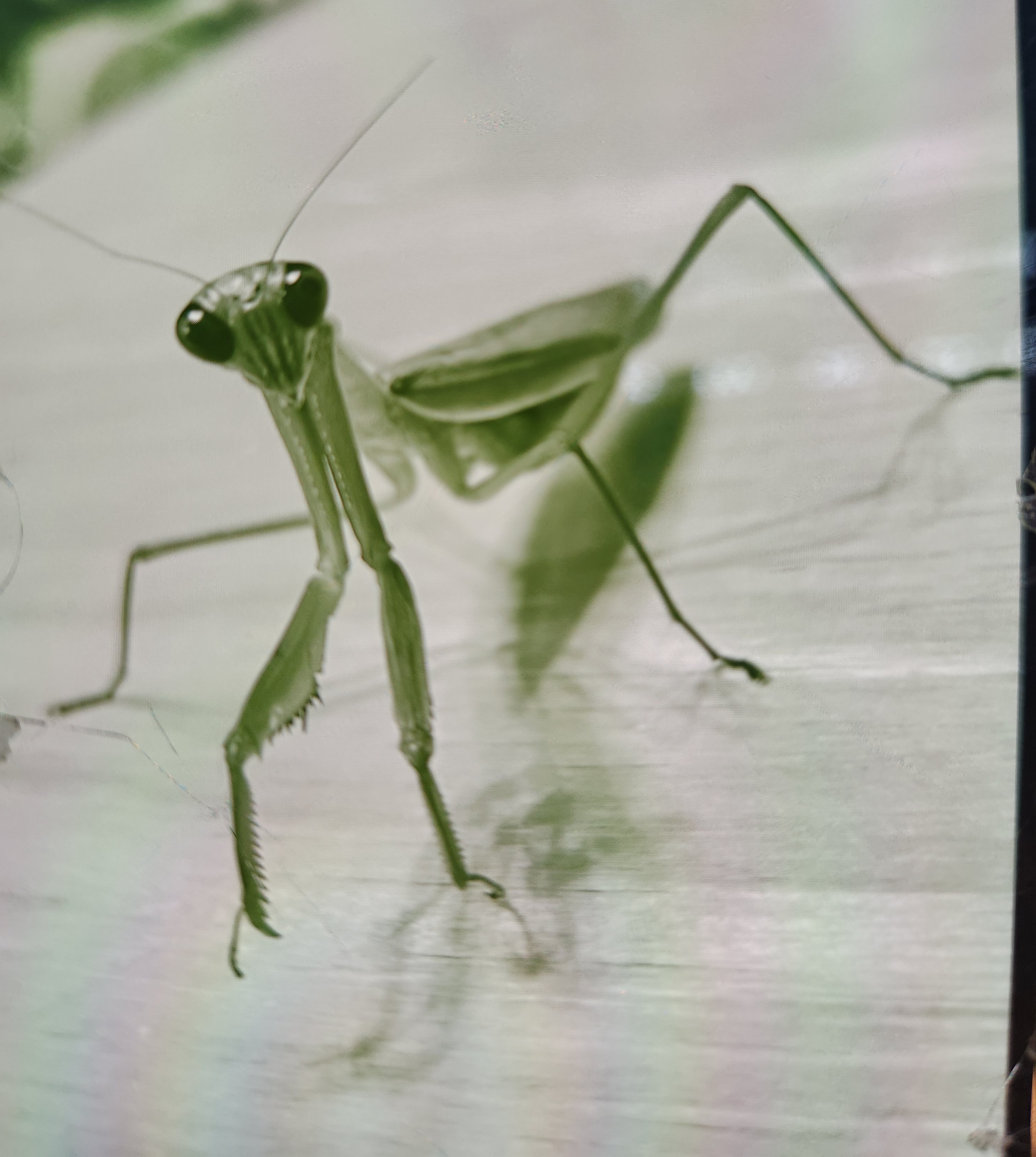 야생 사마귀를 키워봤습니다 &ndash; 새끼부터 성충까지 6개월의 기록